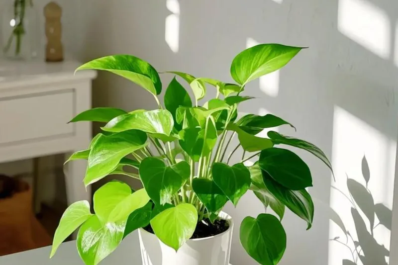 Trầu bà xanh dễ chăm, màu lá hợp mệnh Mộc và phù hợp với nhiều không gian nhỏ.