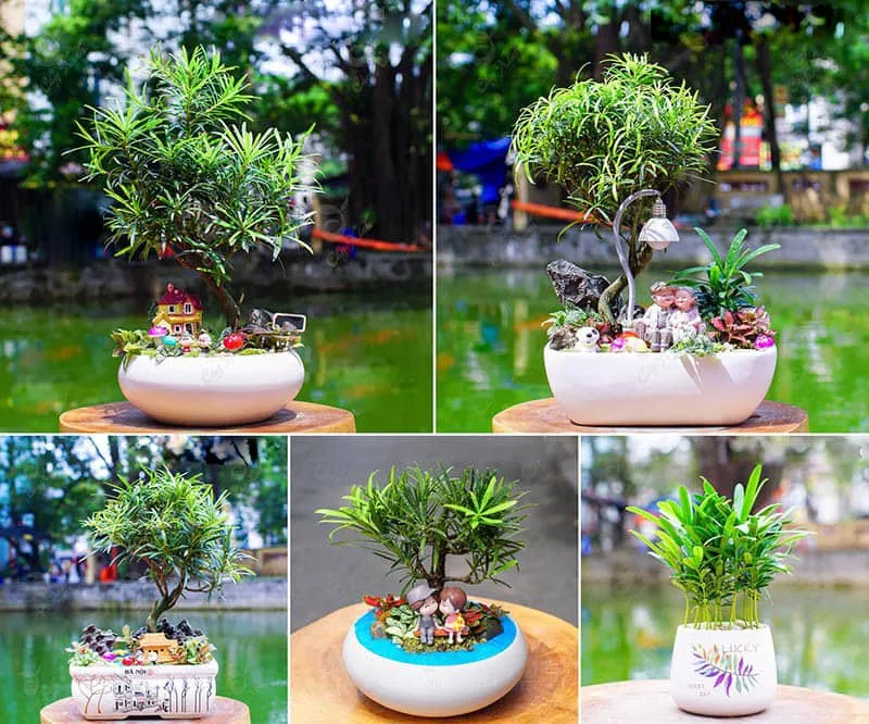 Ngọc bích, cau tiểu trâm, tùng la hán mini và phát tài búp sen là những lựa chọn phù hợp cho bàn làm việc.