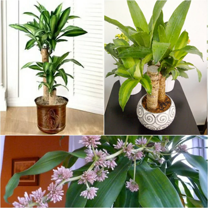 Thiết mộc lan, đại phú gia, phát tài và bàng Singapore là các loại cây lớn hợp không gian sống hiện đại.