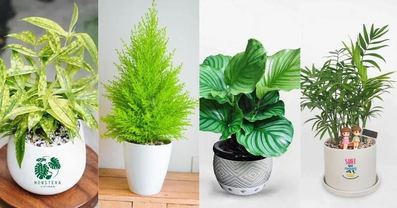 Tùy mục đích sử dụng, người mệnh Mộc có thể chọn cây để thu hút tài lộc, hỗ trợ tập trung hoặc trang trí nhà cửa.