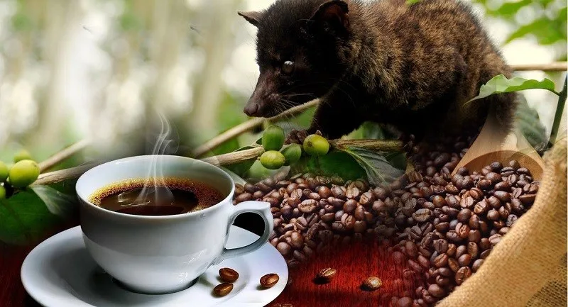 Cà phê chồn được làm từ hạt cà phê chín đã đi qua hệ tiêu hóa của chồn hương