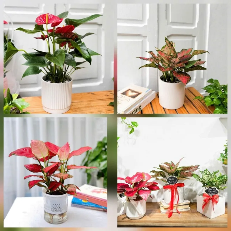 Hồng môn, phú quý, vạn lộc, đuôi công tím, trạng nguyên mini và cẩm nhung đỏ là những lựa chọn đẹp cho bàn làm việc.