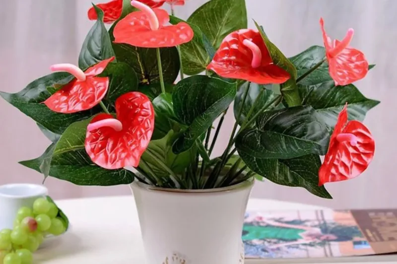 Cây hồng môn có hoa đỏ, hồng hoặc cam, tượng trưng cho sự nhiệt huyết, may mắn và vẻ đẹp nổi bật.