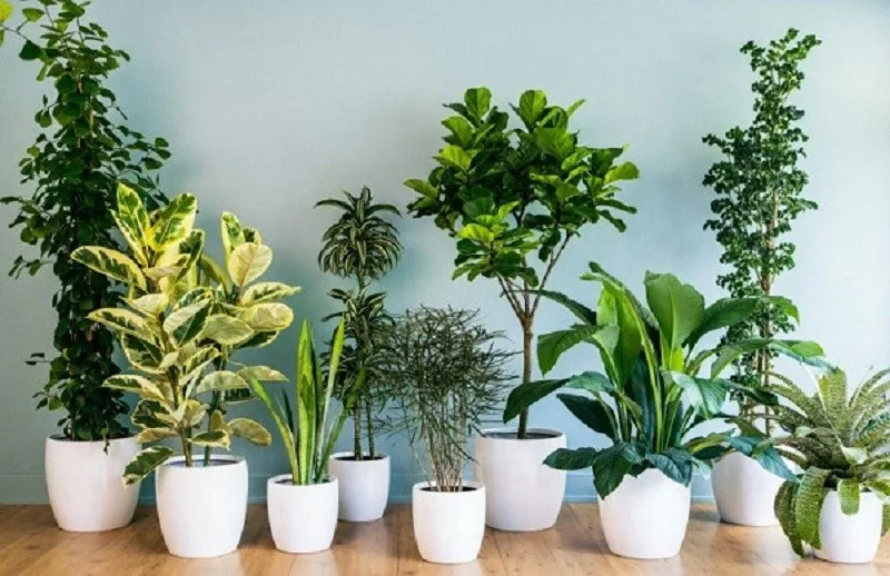 Cây thuộc hành Mộc rất phù hợp với người mệnh Hoả vì Mộc sinh Hoả, tượng trưng cho sự nuôi dưỡng và phát triển.