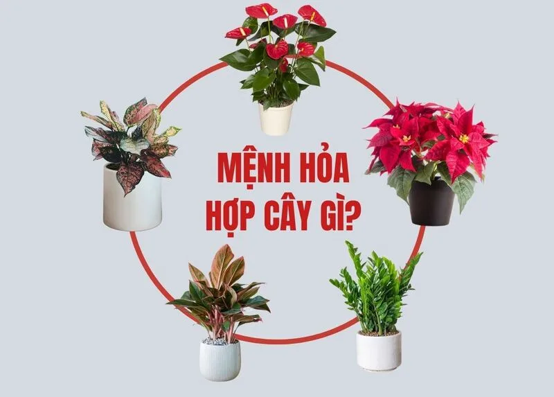 Mệnh Hoả hợp cây gì? Gợi ý cây phong thủy đẹp, dễ chăm sóc