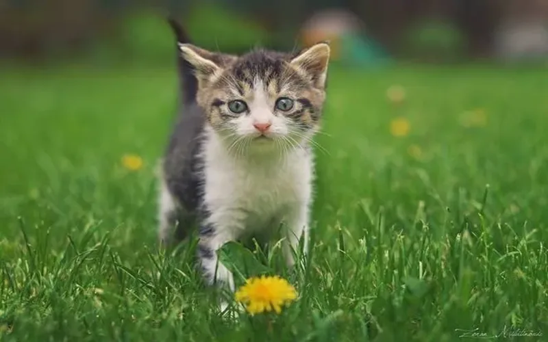 Mơ thấy mèo: Giải mã ý nghĩa giấc mơ và những điềm báo đáng chú ý